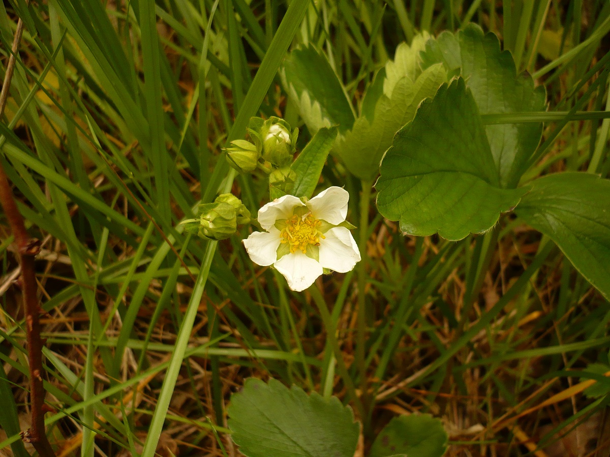 Fragaria x ananassa (Rosaceae)